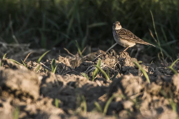 Alondra común (Alauda arvensis ) — Foto de Stock