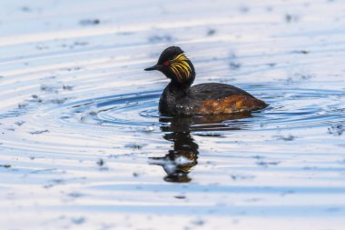 kara boyunlu batağan (podiceps nigricollis)
