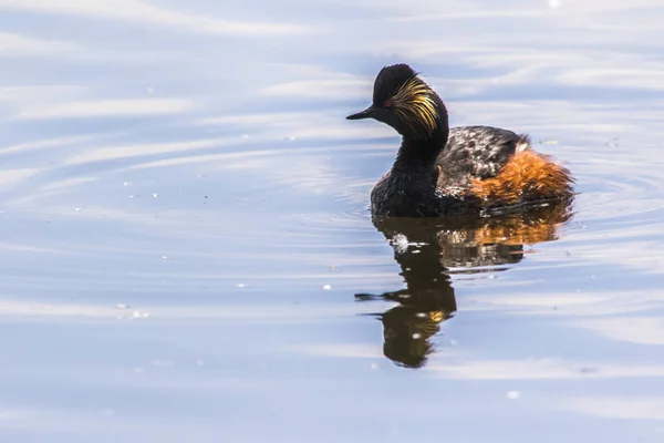 Grebe-de-pescoço-preto (Podiceps nigricollis ) — Fotografia de Stock