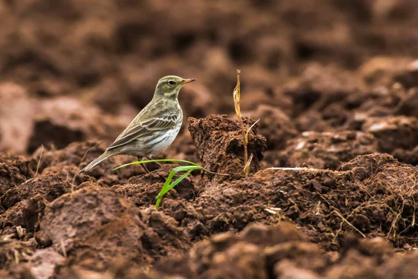 Ein Wiesenpieper Sucht Nach Futter — Stockfoto