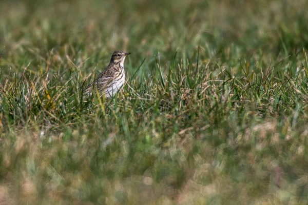A meadow Pipit is searching for fodder