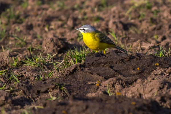 Western Yellow Wagtail Searching Fodder — Stock Photo, Image