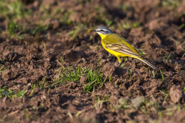 Västerländsk Gul Vagn Söker Efter Foder — Stockfoto