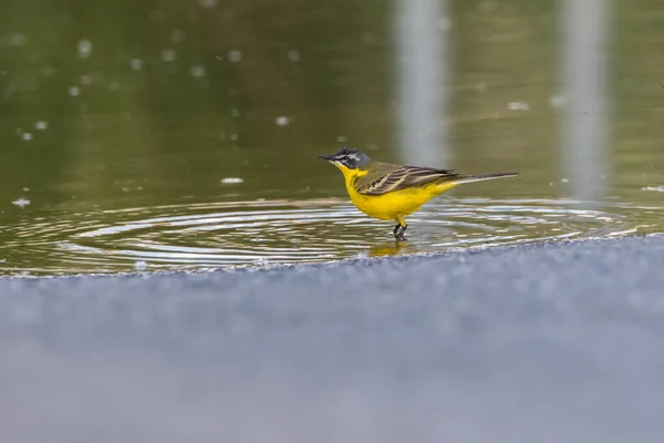 Western Yellow Wagtail Searching Fodder — Stock Photo, Image