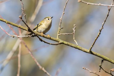 Bir dalda bir Goldcrest oturuyor.