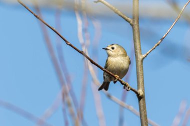 Bir dalda bir Goldcrest oturuyor.