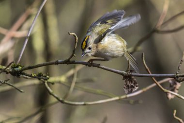 Bir dalda bir Goldcrest oturuyor.