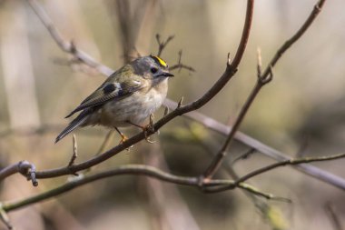 Bir dalda bir Goldcrest oturuyor.