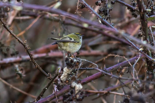 Goldcrest Sitter Gren — Stockfoto