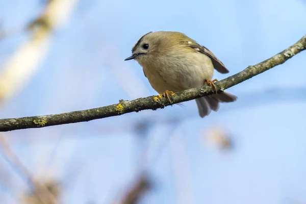 Goldcrest Sitter Gren — Stockfoto