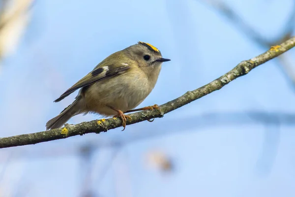 Goldcrest Sitting Branch — Stock Photo, Image