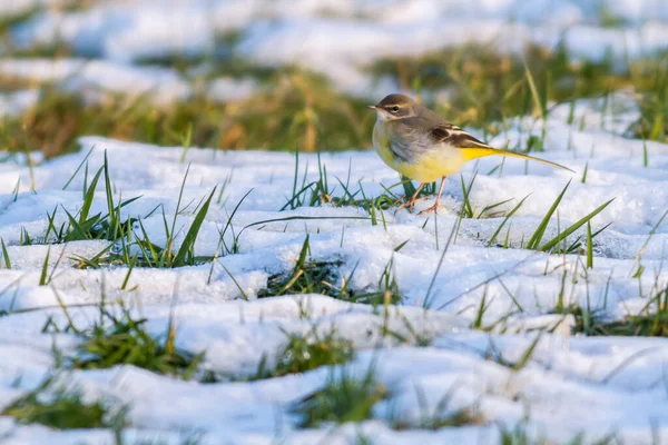 Grey Wagtail Searching Fodder — Stock Photo, Image