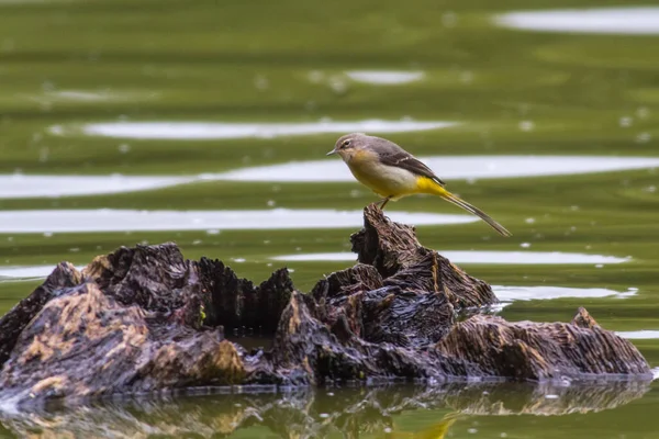 Grey Wagtail Searching Fodder — Stock Photo, Image