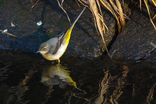 Wagtail Cinzento Está Procura Forragens — Fotografia de Stock