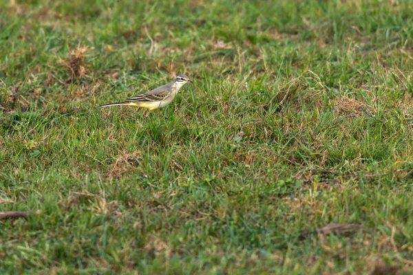 Wagtail Cinzento Está Procura Forragens — Fotografia de Stock