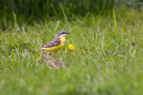 A grey wagtail is searching for fodder