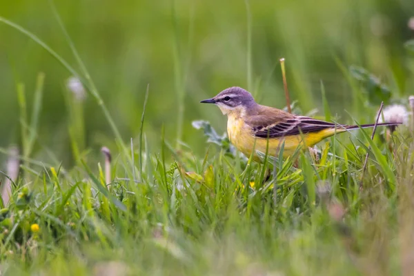 A grey wagtail is searching for fodder