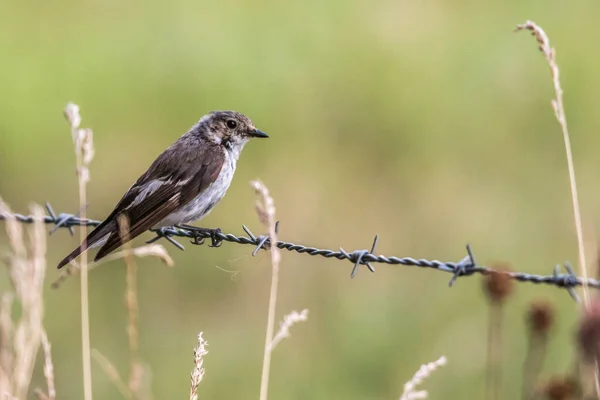 Acchiappamosche Europeo Alla Ricerca Foraggi — Foto Stock