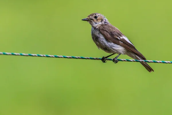 Acchiappamosche Europeo Alla Ricerca Foraggi — Foto Stock