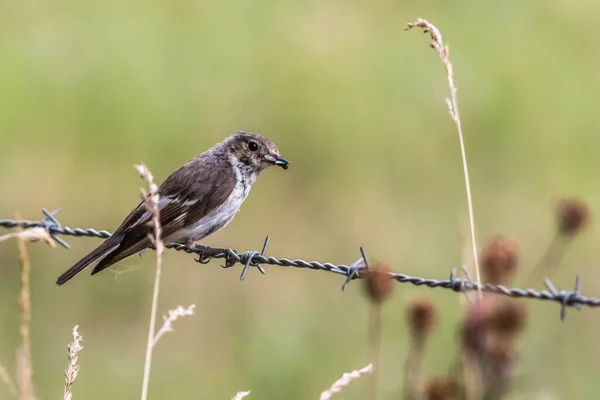 Acchiappamosche Europeo Alla Ricerca Foraggi — Foto Stock