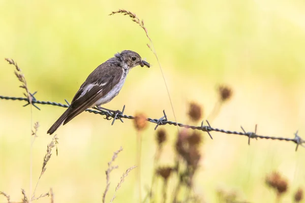 Acchiappamosche Europeo Alla Ricerca Foraggi — Foto Stock