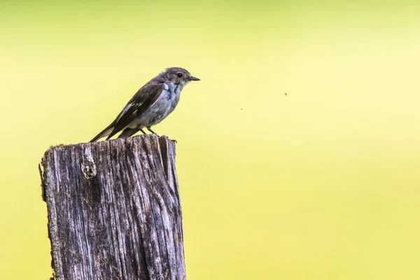 European Pied Flycatcher Searching Fodder — Stock Photo, Image