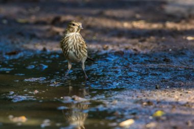 Sıradan bir linnet yem arıyor.