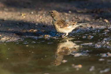Sıradan bir linnet yem arıyor.