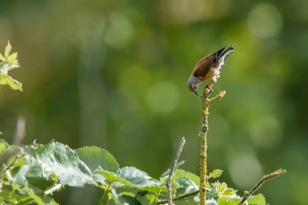 Linnet Comum Está Procura Forragens — Fotografia de Stock