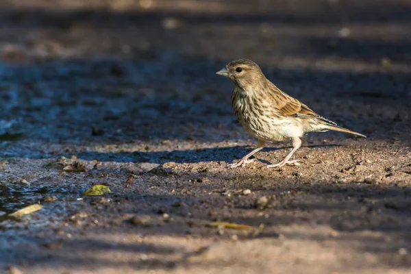 Linnet Común Está Buscando Forraje — Foto de Stock