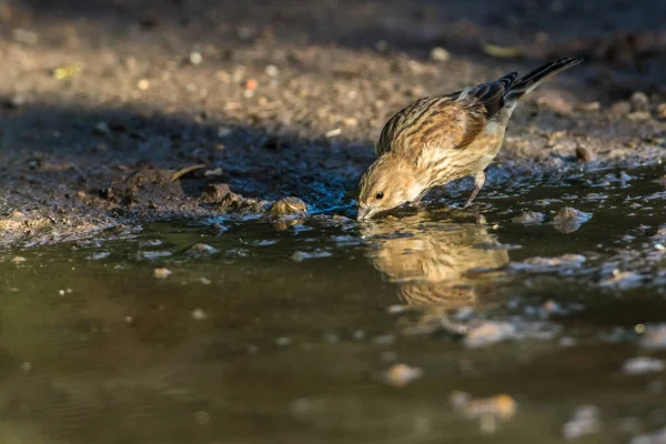 Common Linnet Searching Fodder — Stock Photo, Image