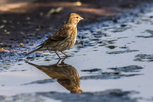 Ein Gemeinsamer Futtersumpf Sucht Futter — Stockfoto