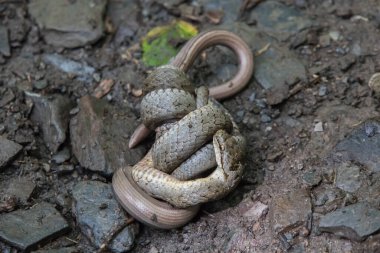 Yumuşak bir yılan, yakalanan yavaş solucanı sarar.