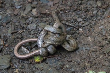 Yumuşak bir yılan, yakalanan yavaş solucanı sarar.