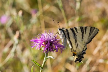Bir güve bir çiçeğin üzerinde oturuyor.