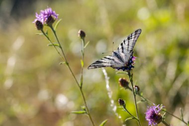 Bir güve bir çiçeğin üzerinde oturuyor.