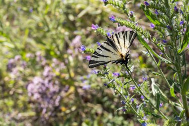 Bir güve bir çiçeğin üzerinde oturuyor.