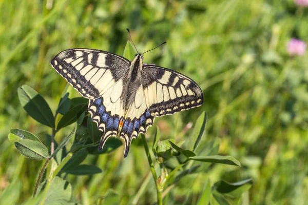 Papillon Hirondelle Sur Une Fleur — Photo