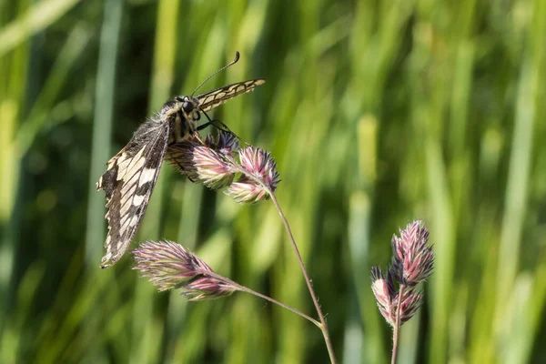 Papillon Hirondelle Sur Une Fleur — Photo