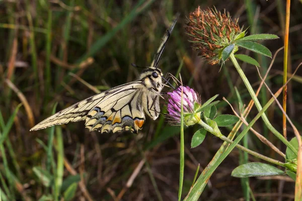 Papillon Hirondelle Sur Une Fleur — Photo