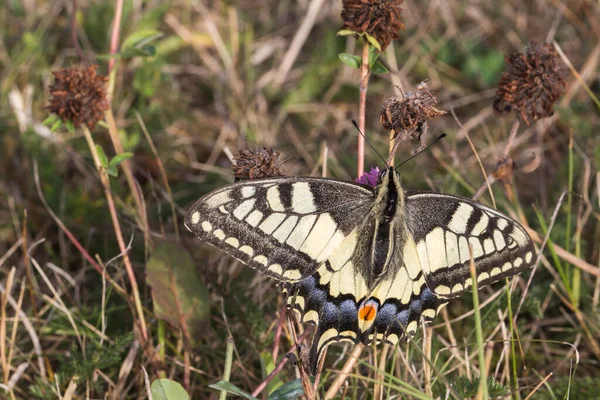 Papillon Hirondelle Sur Une Fleur — Photo