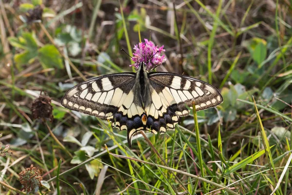 Papillon Hirondelle Sur Une Fleur — Photo