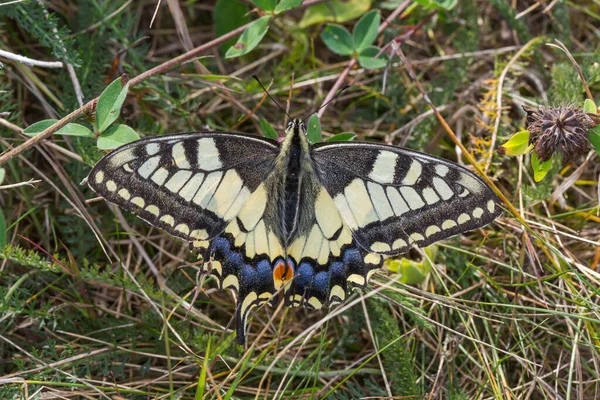 Papillon Hirondelle Sur Une Fleur — Photo