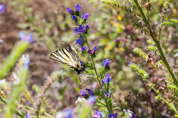 Een Zeil Mot Zit Een Bloem — Stockfoto