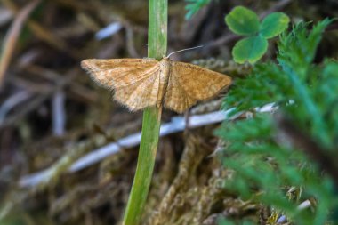 Bir çim yığını üzerinde dinleniyor.