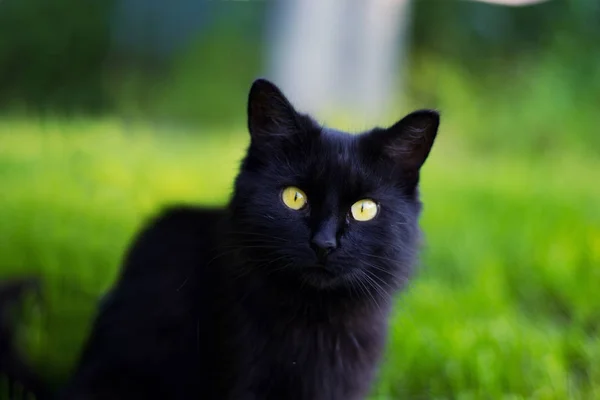 black cat, house cat
