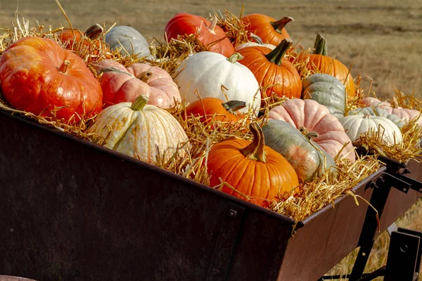 Affichage Citrouilles Automne Colorées Assis Dans Foin Sur Vieilles Machines — Photo