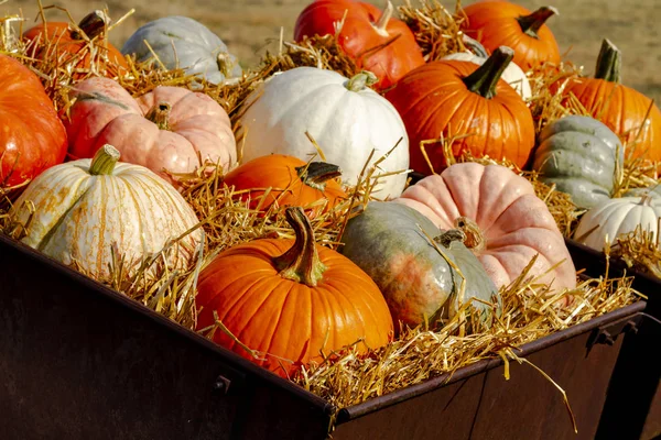 Close Display Colorful Pumpkins Sitting Hay Sunny Autumn Morning — Stock Photo, Image