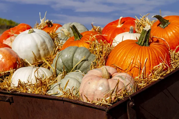 Old Farm Equipment Filled Straw Holding Colorful Display Pumpkins Sunny — Stock Photo, Image