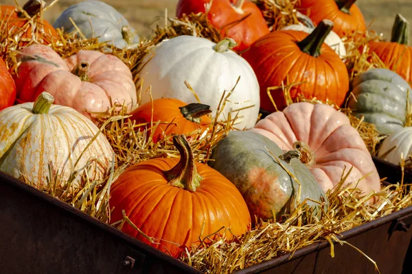 Affichage Citrouilles Colorées Assises Dans Foin Sur Matinée Ensoleillée Automne — Photo